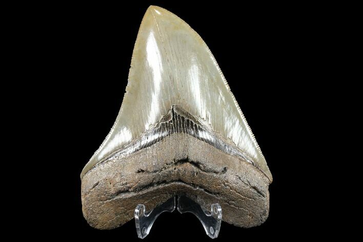 Serrated, Fossil Megalodon Tooth - Collector Quality #86272